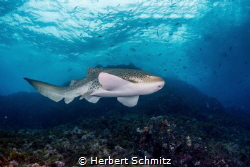 The Beautis from Julian Rock / Byron Bay by Herbert Schmitz 